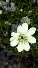 Leucogenes leontopodium