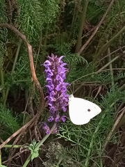 Pieris rapae