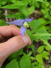 Clematis occidentalis grosseserrata