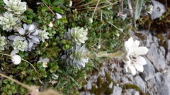 Leucogenes leontopodium