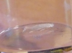 Stegommata sulfuratella