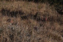Aloe greatheadii davyana