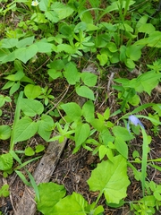 Clematis occidentalis grosseserrata