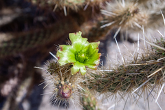 Cylindropuntia ganderi