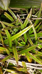 Astelia linearis
