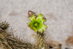 Cylindropuntia ganderi