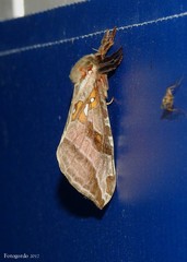 Sthenopis argenteomaculatus