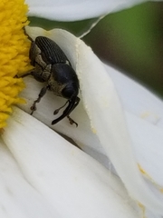 Odontocorynus umbellae