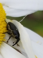 Odontocorynus umbellae
