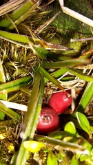 Astelia linearis