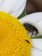 Odontocorynus umbellae