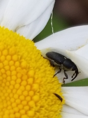 Odontocorynus umbellae