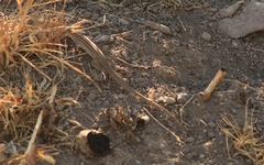 Aspidoscelis exsanguis