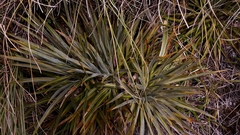 Aciphylla colensoi