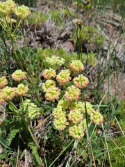 Eriogonum flavum
