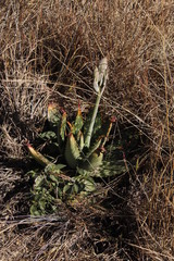 Aloe greatheadii davyana