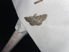 Hypomecis umbrosaria