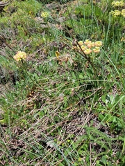Eriogonum flavum