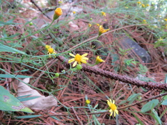 Oxypappus scaber