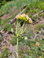 Eriogonum flavum