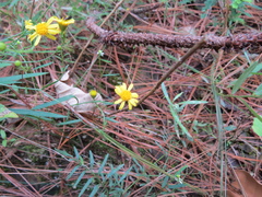Oxypappus scaber