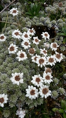 Leucogenes leontopodium