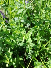Galium rubioides