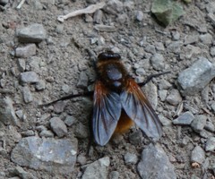 Mesembrina decipiens