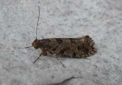 Parochmastis hilderi