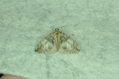 Hydriomena divisaria