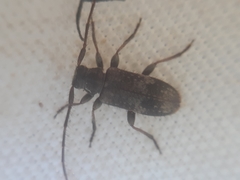 Exocentrus adspersus