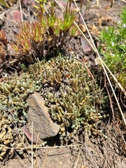 Selaginella densa scopulorum