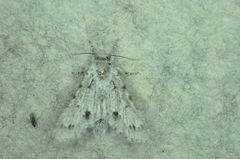 Acronicta vulpina