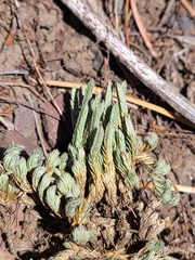 Selaginella densa scopulorum