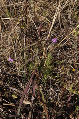 Glandularia aristigera