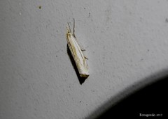 Crambus laqueatellus