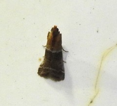 Euzophera semifuneralis