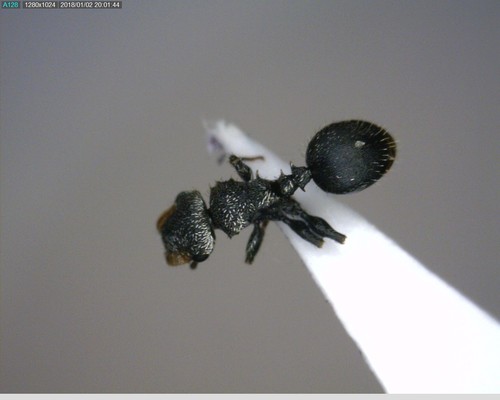 Cephalotes wheeleriCephalotes wheeleri