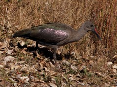 Bostrychia hagedash hagedash