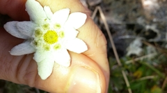 Leucogenes leontopodium