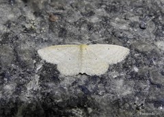 Scopula inductata