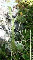 Leucogenes leontopodium