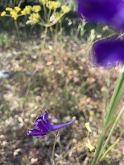 Delphinium pentagynum