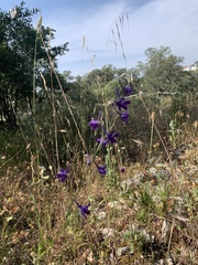Delphinium pentagynum