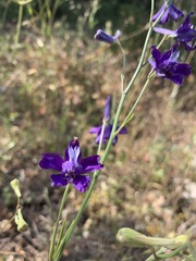 Delphinium pentagynum