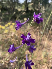 Delphinium pentagynum