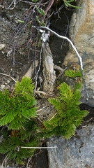 Aciphylla dissecta