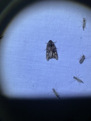 Euplexia benesimilis