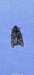 Euplexia benesimilis