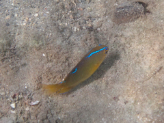 Chrysiptera unimaculata